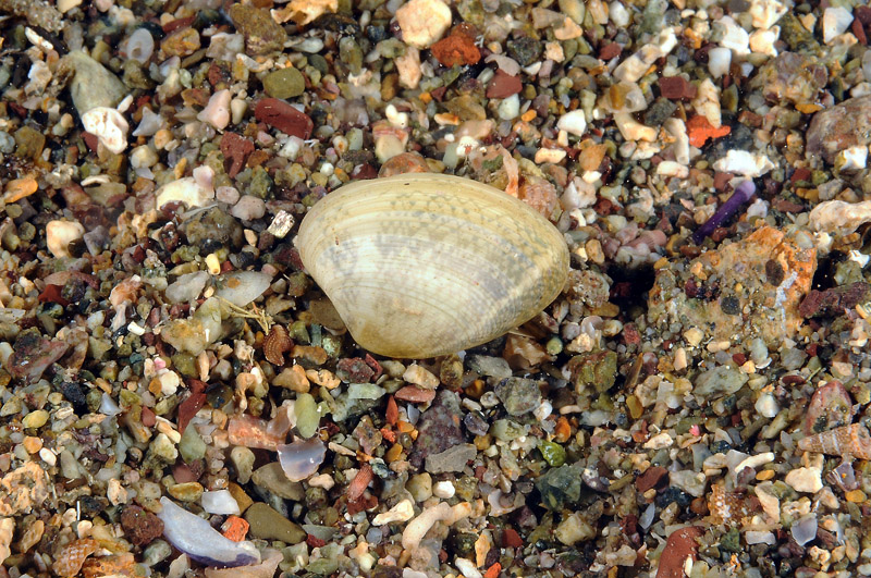 Bivalve sp